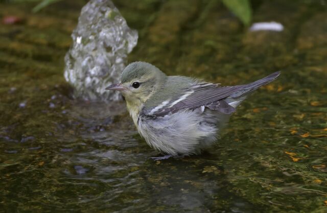 Cerulean Warbler