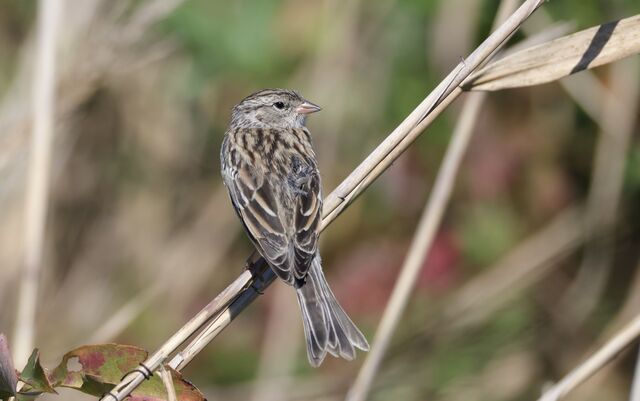 Chipping Sparrow