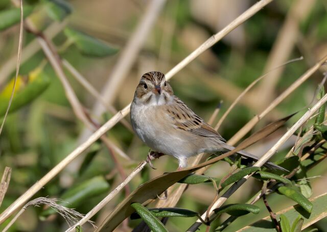 Clay-colored Sparrow
