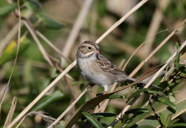 Clay-colored Sparrow