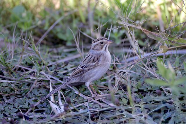 Clay-colored Sparrow