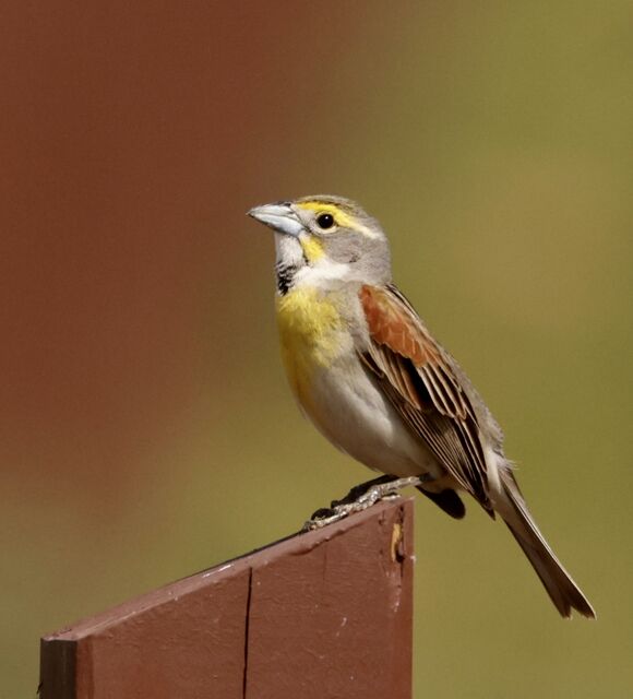 Dickcissel