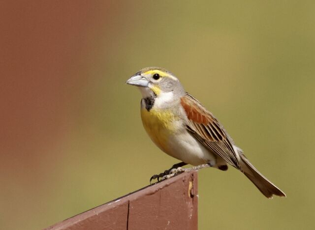 Dickcissel