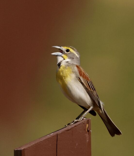 Dickcissel