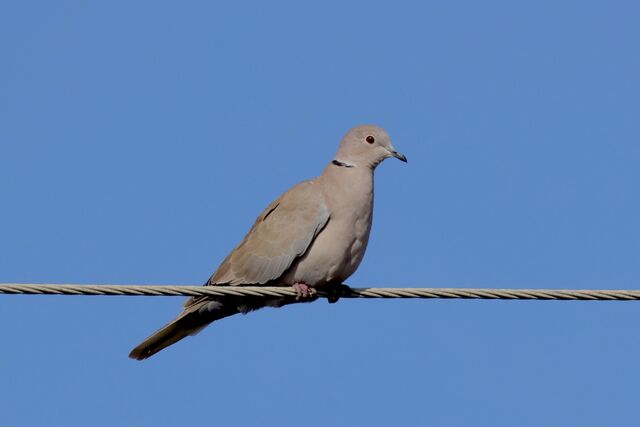 Eurasian Collared-Dove
