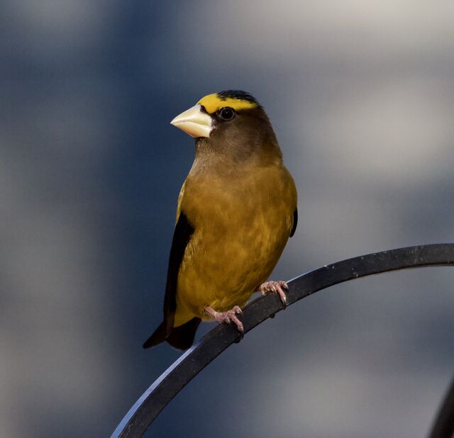 Evening Grosbeak