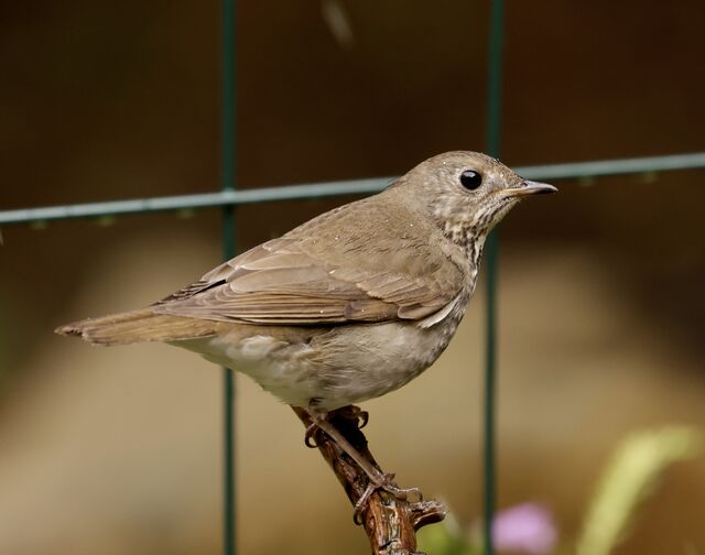 Gray-cheeked Thrush
