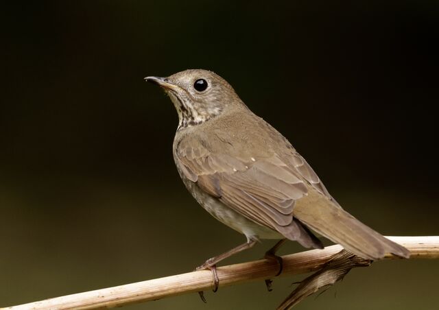 Gray-cheeked Thrush