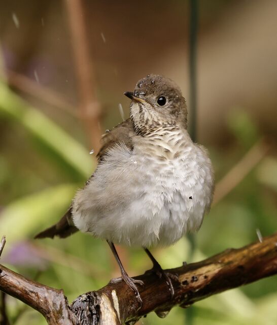 Gray-cheeked Thrush