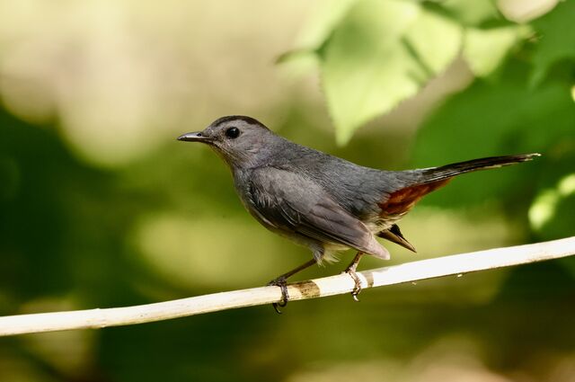 Gray Catbird