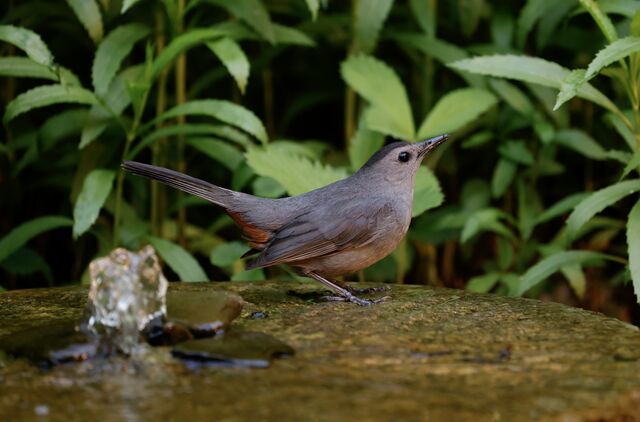 Gray Catbird