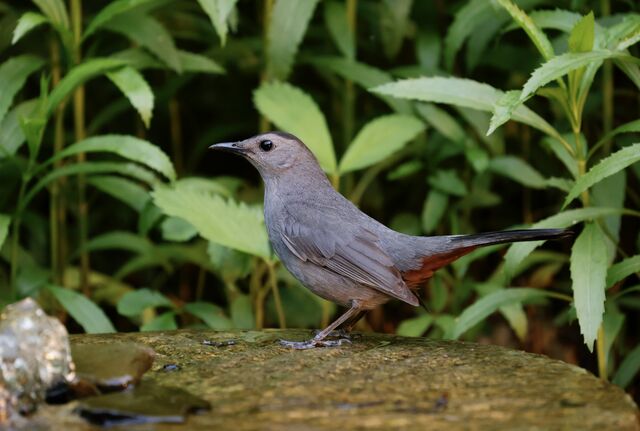 Gray Catbird