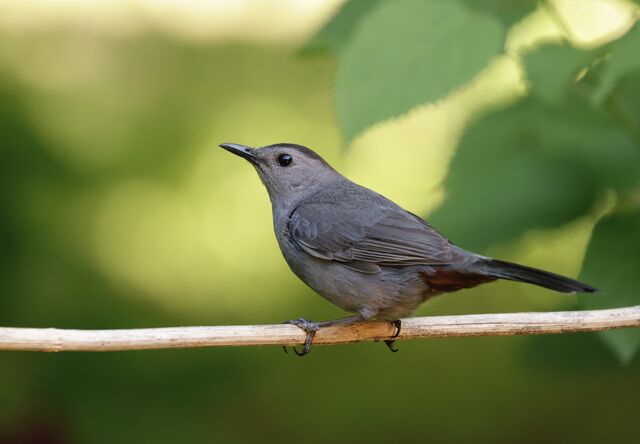 Gray Catbird
