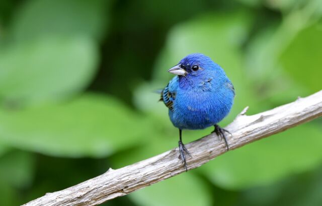 Indigo Bunting