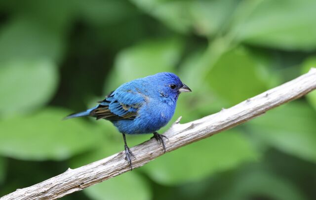 Indigo Bunting