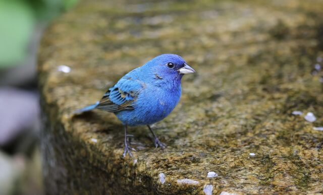 Indigo Bunting