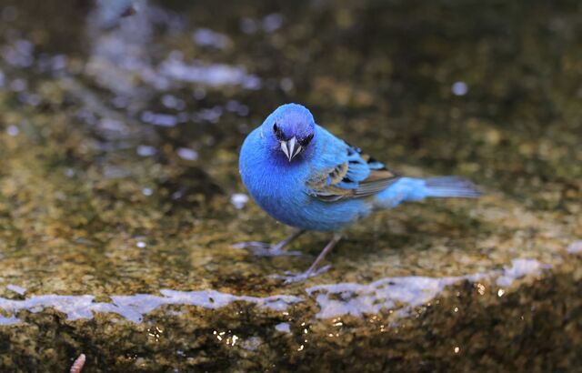 Indigo Bunting
