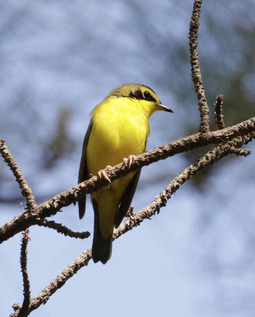 Kentucky Warbler