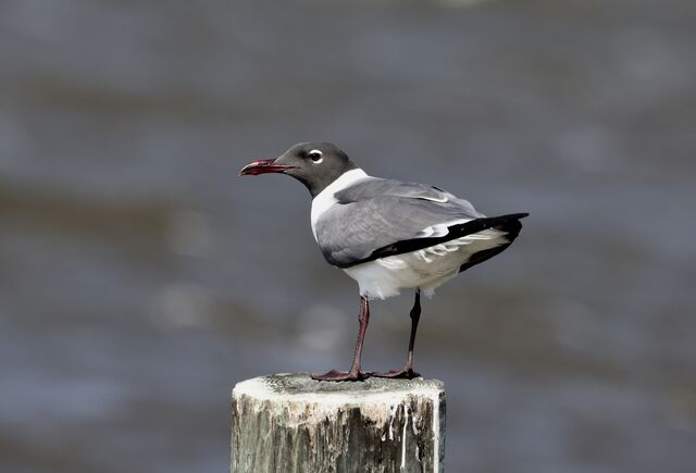 Laughing Gull