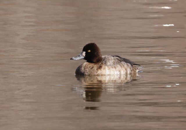 Lesser Scaup