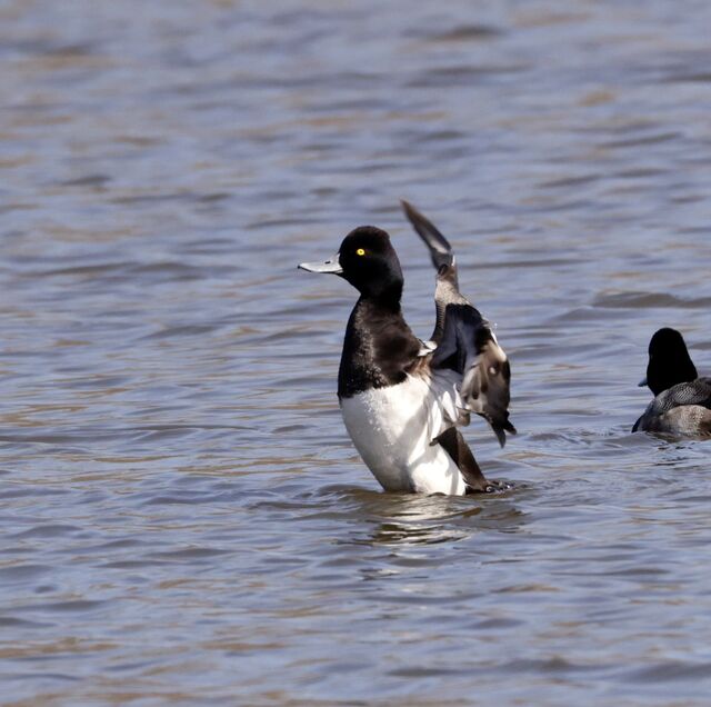 Lesser Scaup