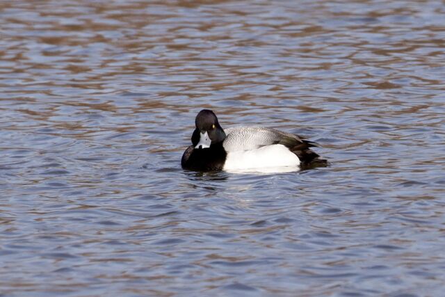 Lesser Scaup