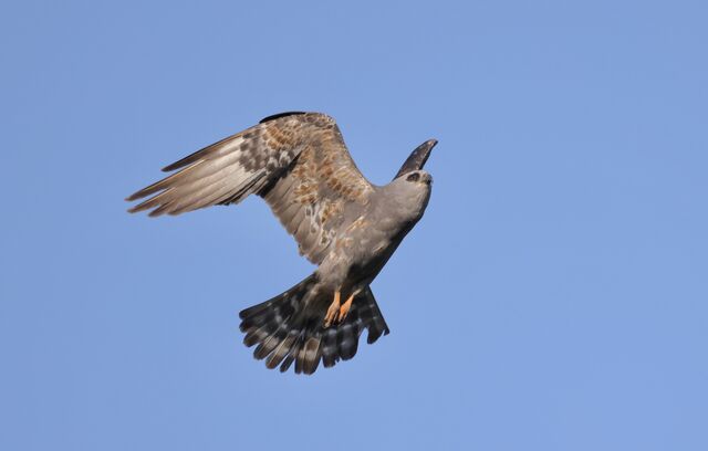 Mississippi Kite