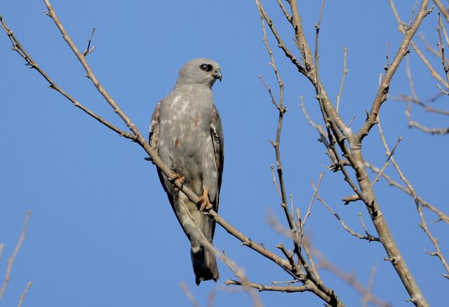 Mississippi Kite