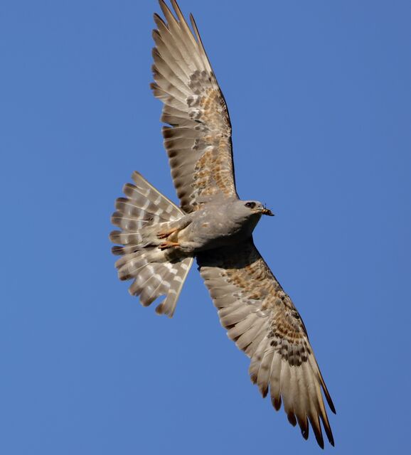 Mississippi Kite