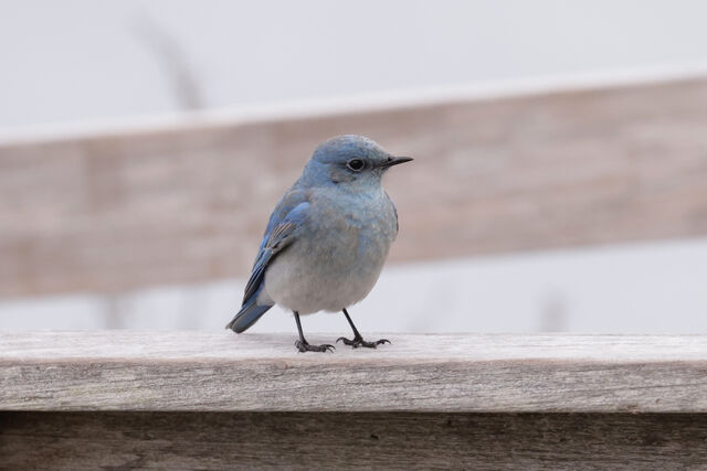 Mountain Bluebird