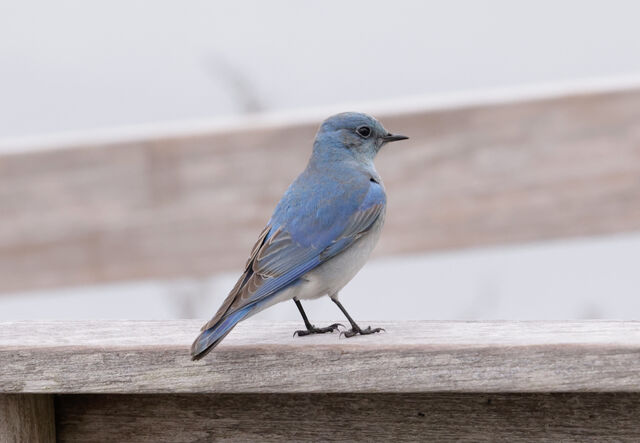 Mountain Bluebird