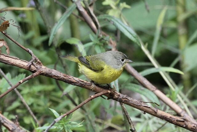 Nashville Warbler