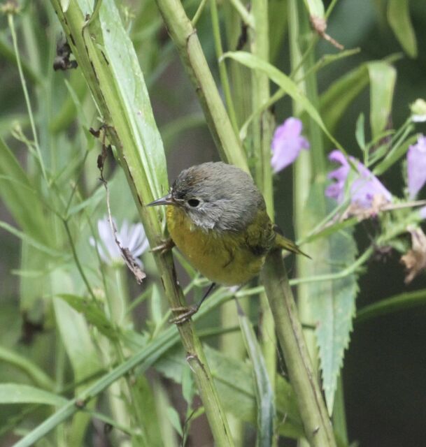 Nashville Warbler