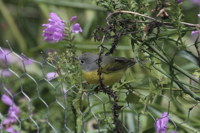 Nashville Warbler
