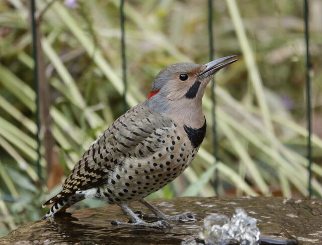 Northern Flicker
