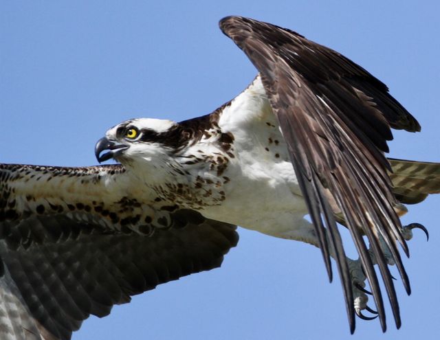 Osprey