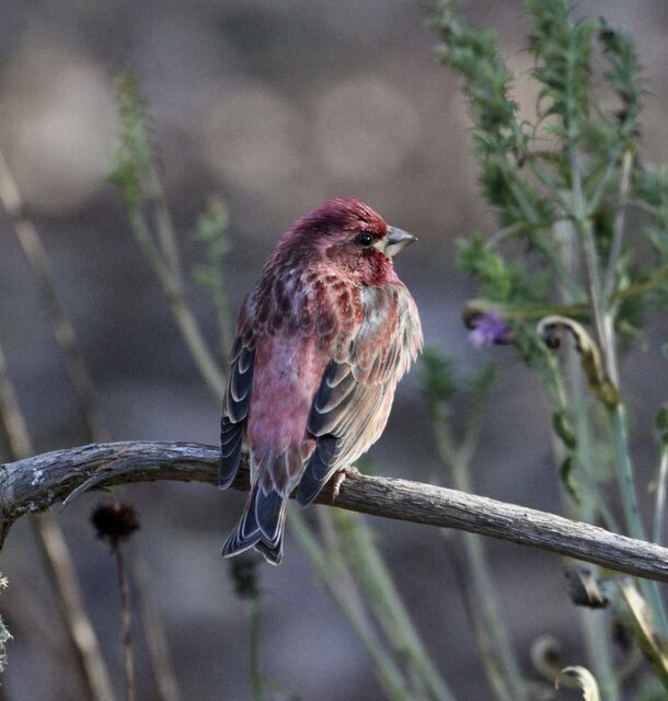 Purple Finch