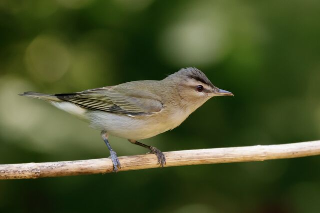Red-eyed Vireo