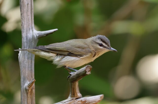 Red-eyed Vireo