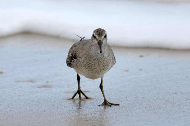 Red Knot