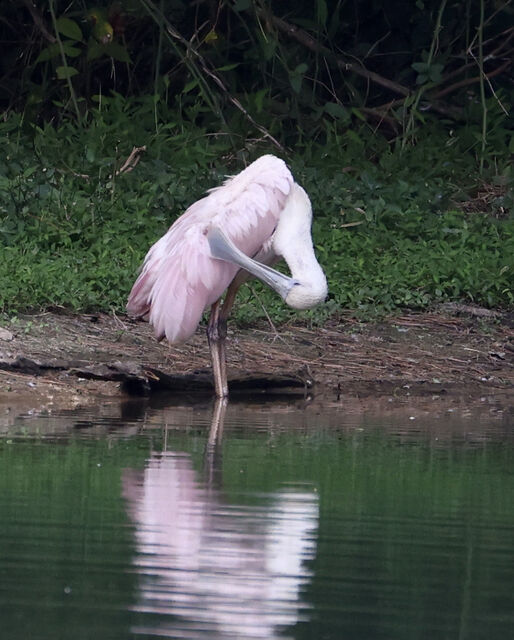 Roseate Spoonbill