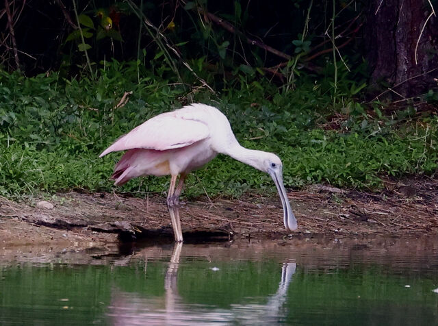 Roseate Spoonbill