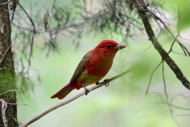 Summer Tanager