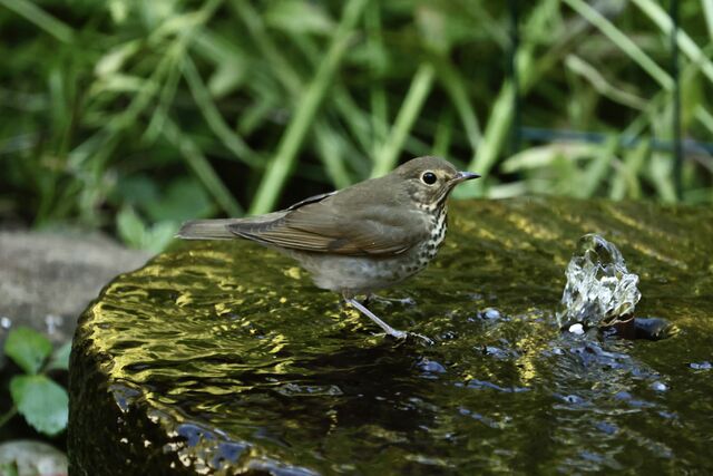 Swainson's Thrush