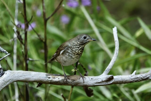 Swainson's Thrush