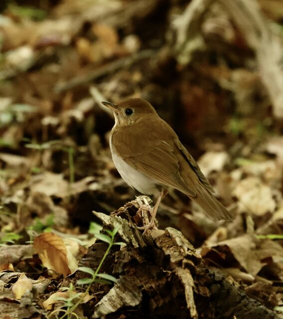 Veery