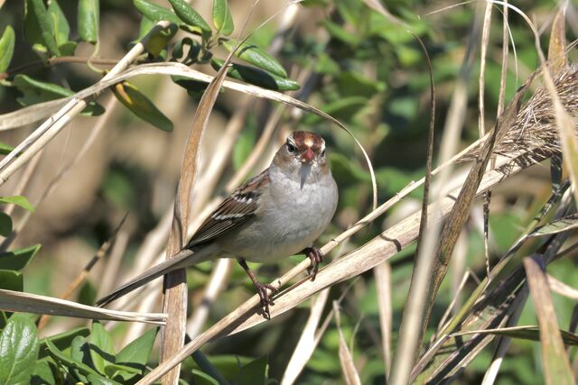White-crowned Sparrow