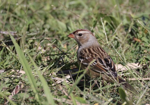 White-crowned Sparrow