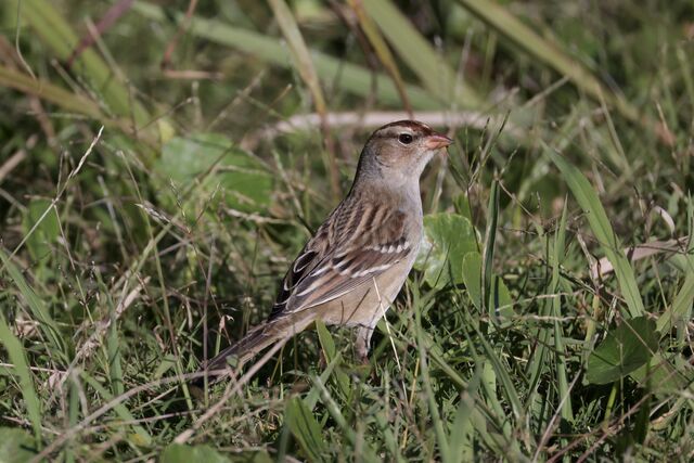 White-crowned Sparrow