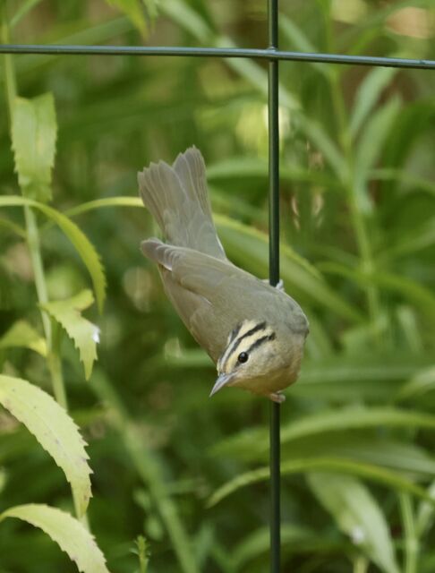 Worm-eating Warbler